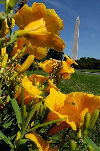 Washington_Monument_w_flowers_007_sm