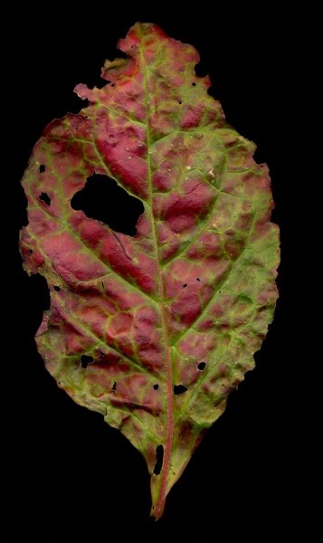 leaf_005