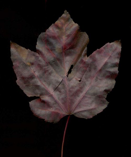 leaf_018