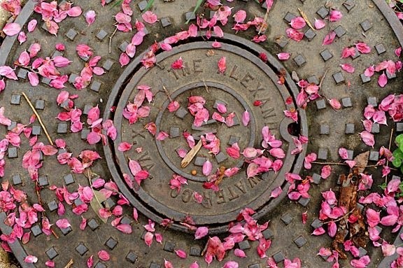 petals_on_manhole_cover_sm