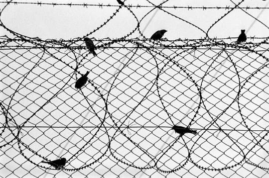 Birds_on_a_wire